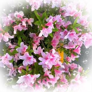 宮脇 さあや