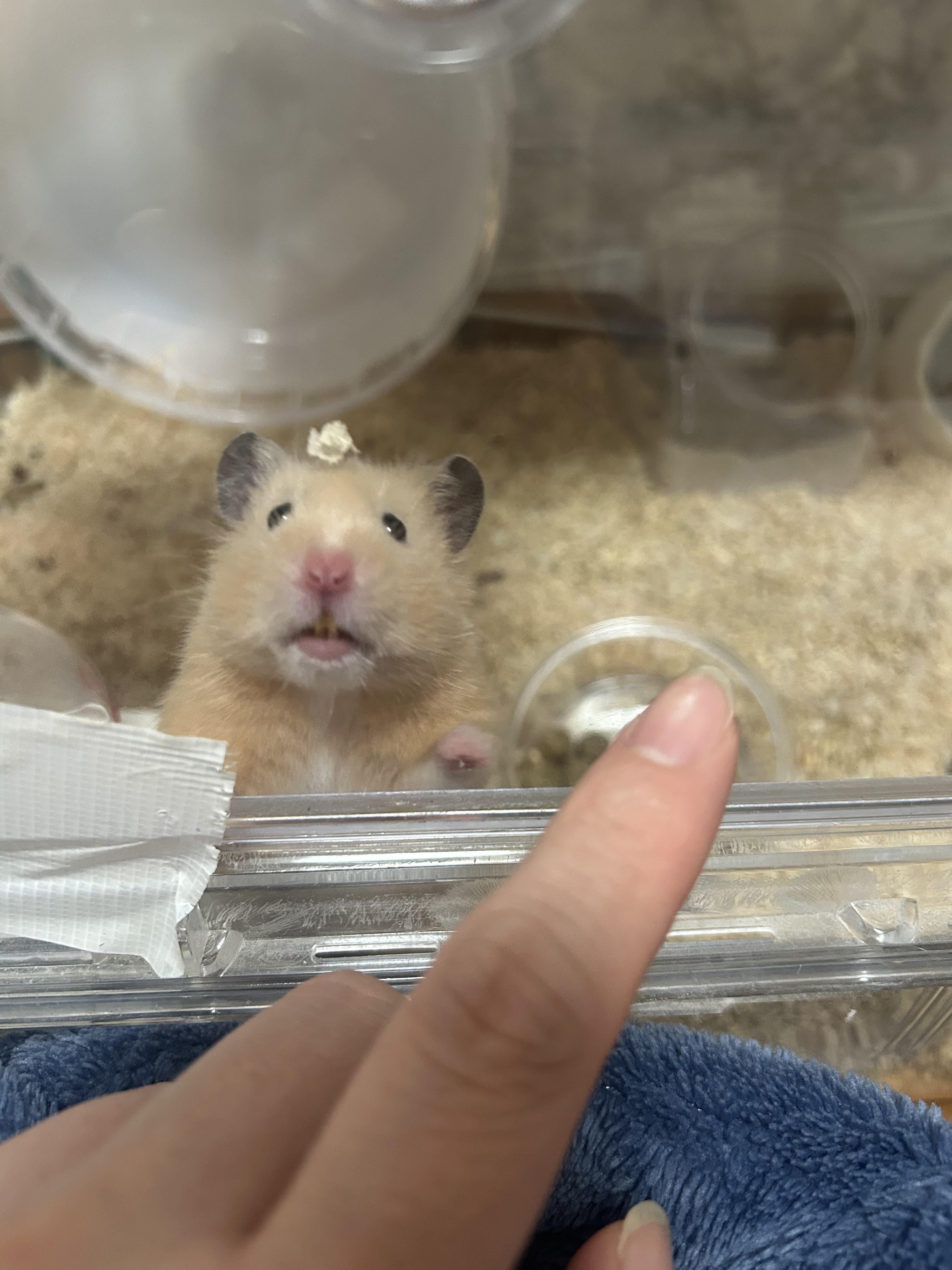 ベル
