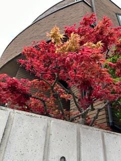 さゆり