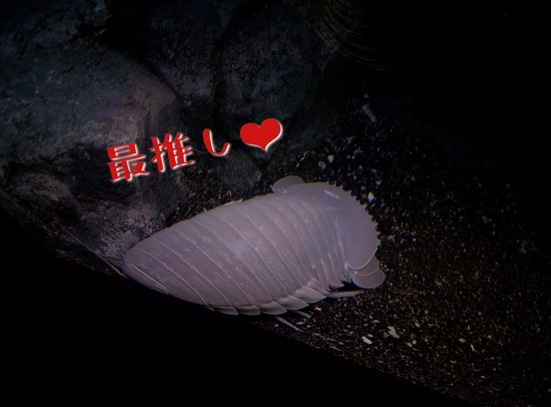 「気圧がぁぁぁぁぁ」04/26(日) 12:46 | こはるの写メ日記