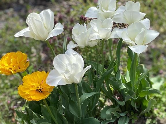 「4月30日」04/30(木) 15:03 | 森沢夫人(盛)の写メ