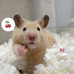 次回12時から♡
