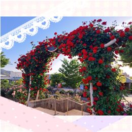 本日18時まで❤12(火)12:00-18:00