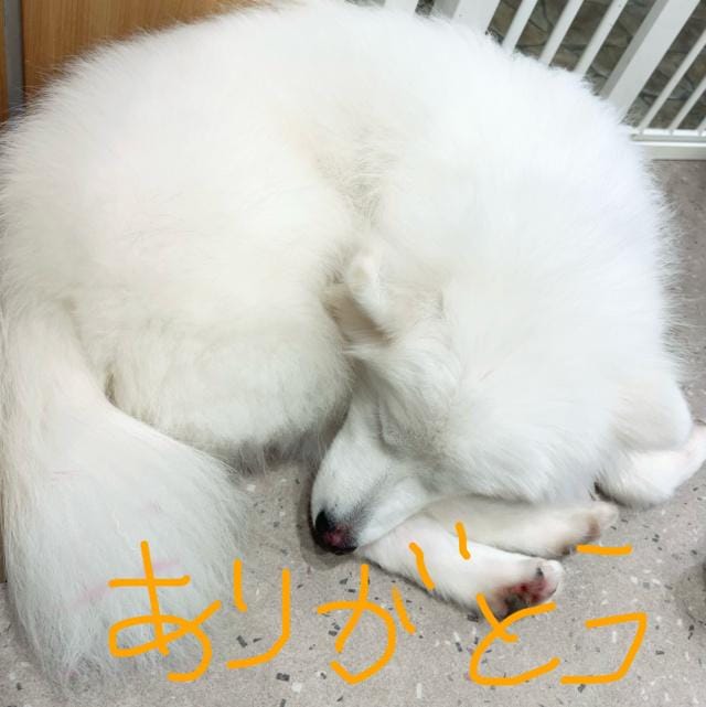 お礼❣️