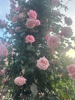 あむ「」05/13(水) 02:35 | あむの写メ