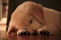 「お休み(  ॑꒳ ॑)」05/16(土) 13:17 | さらの写メ
