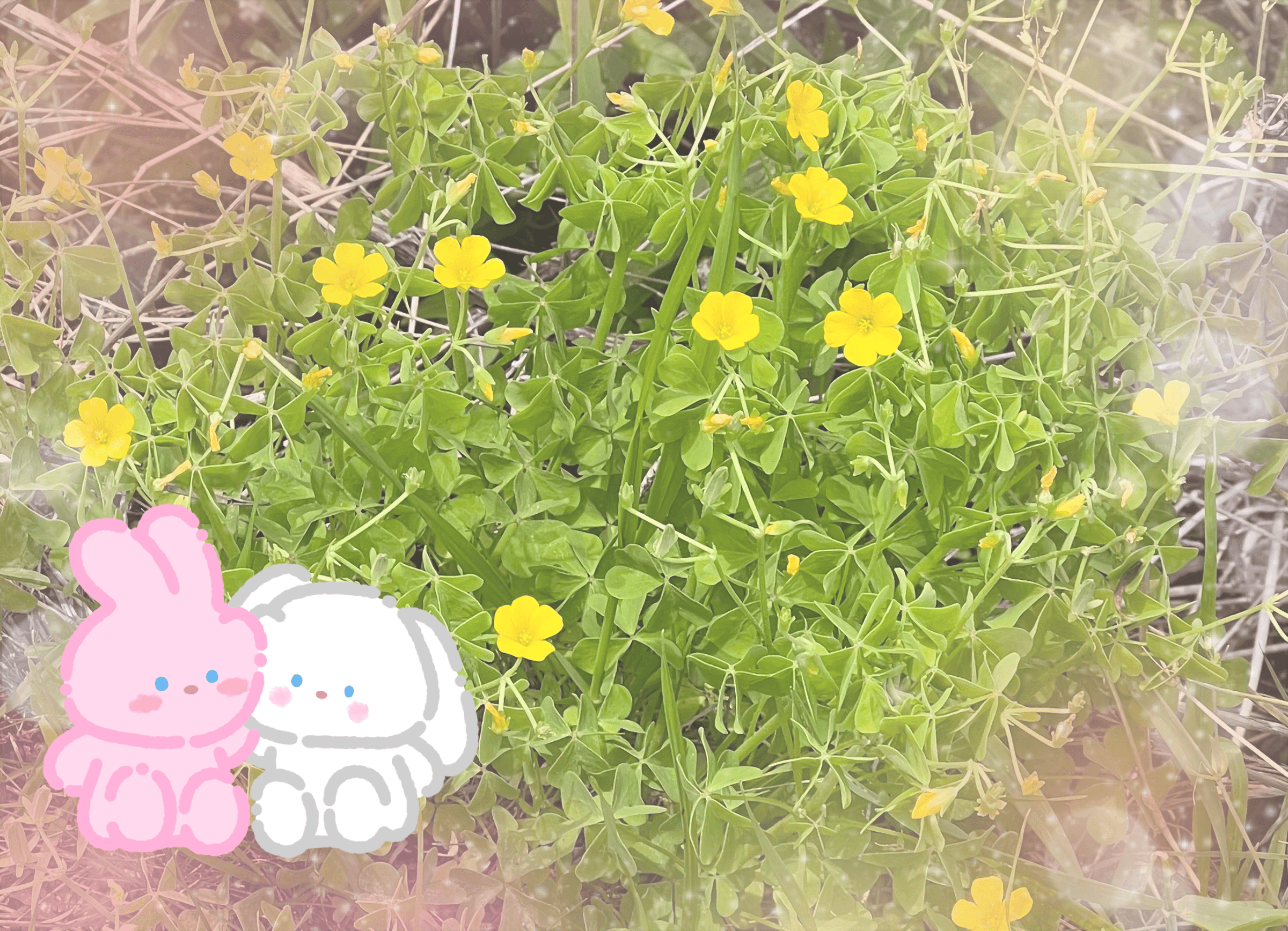 「また」06/05(金) 22:18 | りおの写メ