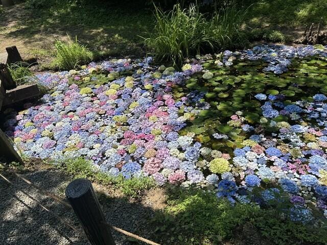 「紫陽花の季節」06/12(金) 22:04 | 源ゆりこの写メ