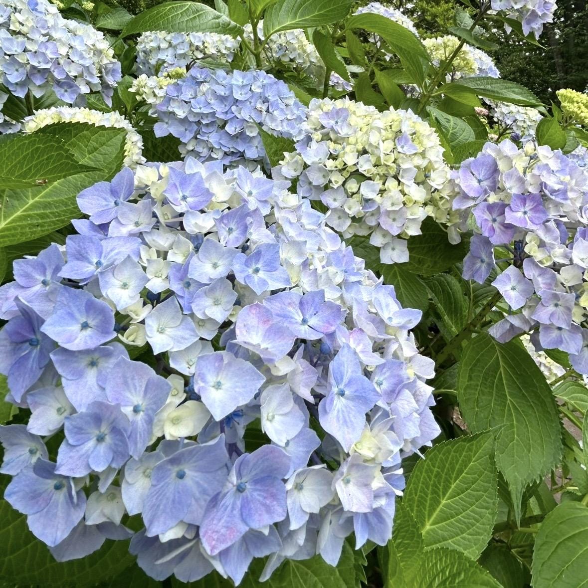 「❤️6月・7月の空き状況のお知らせ❤️」06/15(月) 18:55 | あきなの写メ