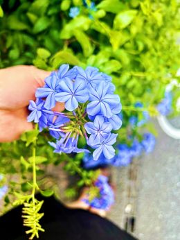 紫陽花かな?(花言葉:家族団欒・和気藹々・移り気)