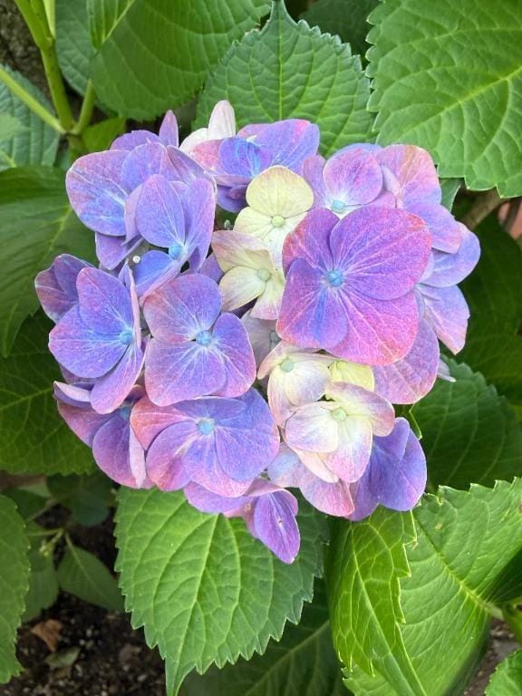 今日のはな♡