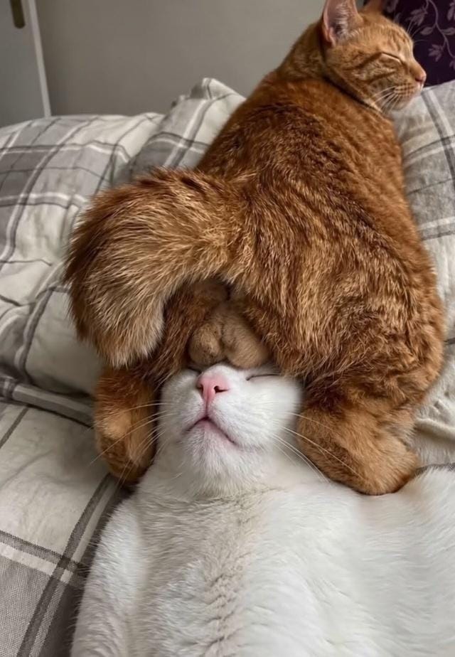 たまたまタマタマω