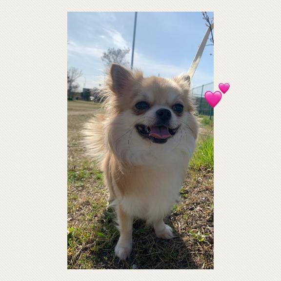 「愛犬」07/13(月) 12:03 | なちの写メ