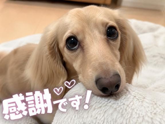 ありがとうでした