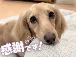 ありがとうでした
