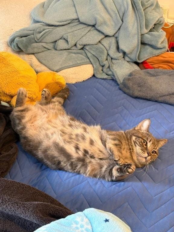 猫？アザラシ？