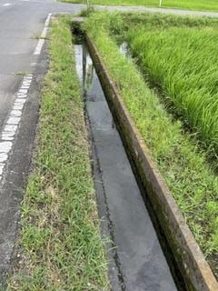 「うなぎと言えば」07/28(火) 04:33 | 淡海の写メ