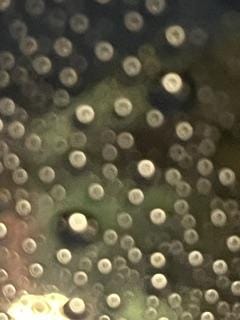 「ついに上陸」08/11(火) 23:12 | 淡海の写メ