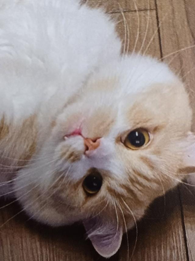 おはようございます(=^ェ^=)☘️