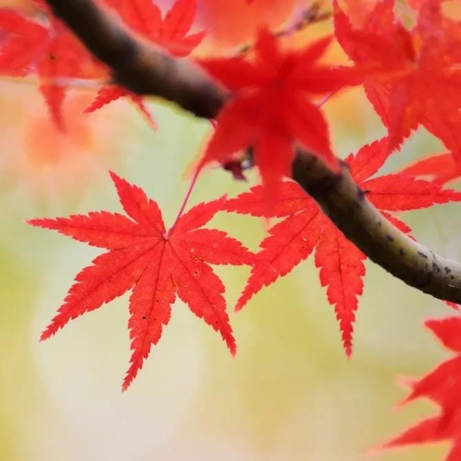 紅葉