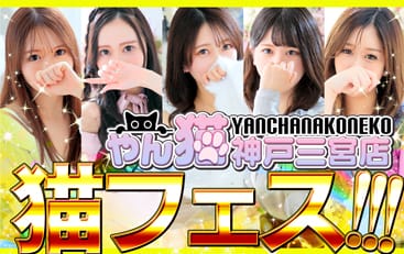 割引クーポン:やんちゃな子猫神戸三宮